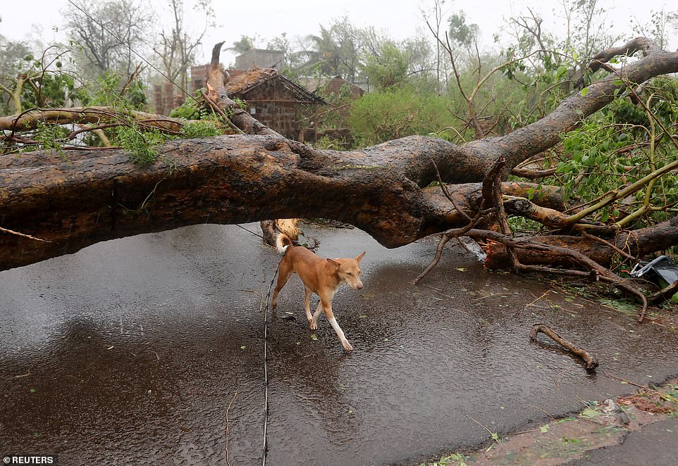 13077966-6991719-image-a-37_1556954702843 A dog walks under an uprooted tree following Cyclone Fani in Khordha district, in the eastern state of Odisha, India, May 3