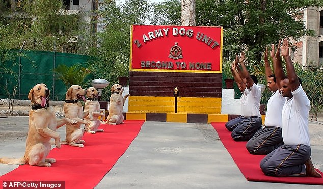 15105196-7169075-image-m-138_1561162911329 Service dogs and their owners serving in the Indian National Army took time out on International Yoga Day. Yoga is an ancient physical, mental and spiritual practice originating in India