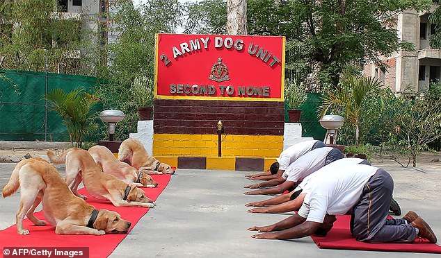 15105198-7169075-image-a-133_1561162809859 The adorable pooches lined up on the red carpet opposite the Army officers in a yoga session in India's northern state of Punjab. Both officers and the pooches are pictured doing... the downward dog