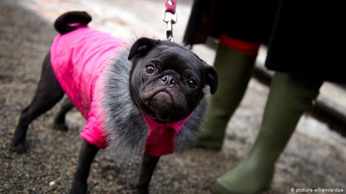 Pug dog in pink coat (picture-alliance/dpa)