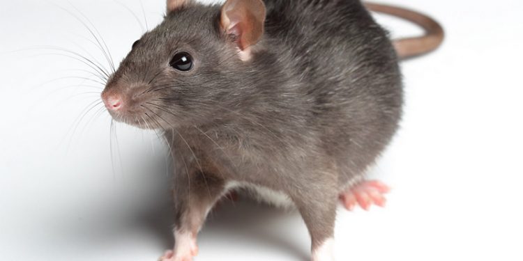 17171718-750x375-2 الفيروسات لا تأتي فرادى: هانتا بعد كورونا.. تنقله الجرذان ويظهر بالصين