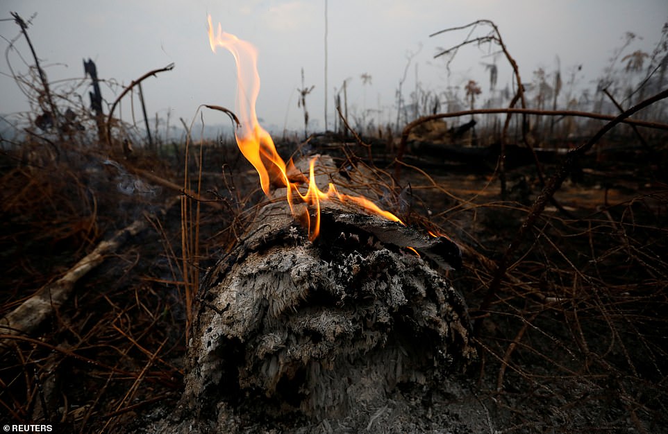 17650380-0-image-a-12_1566671214911 A flame lingers over a fallen stump in the middle of a burnt-out section of the forest. The Brazilian military operations to tackle the blazes came after widespread criticism of president Jair Bolsonaro's handling of the crisis