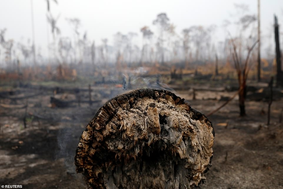 17650386-0-image-a-6_1566669529678 The Amazon fires have become a global issue, escalating tensions between Brazil and European countries who believe Mr Bolsonaro has neglected commitments to protect biodiversity