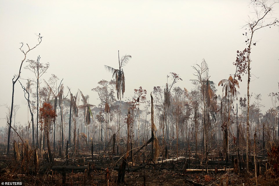 17651196-7391005-image-a-27_1566672318905 Official figures show 78,383 forest fires have been recorded in Brazil this year, the highest number of any year since 2013. Experts say the clearing of land during the months-long dry season to make way for crops or grazing has aggravated the problem.
