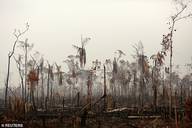 17651196-7391365-official_figures_show_78_383_forest_fires_have_been_recorded_in_-a-6_1566695870300 Official figures show 78,383 forest fires have been recorded in Brazil this year, the highest number of any year since 2013. Experts say the clearing of land during the months-long dry season to make way for crops or grazing has aggravated the problem.