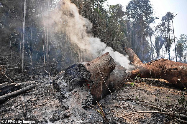 17651402-7391365-more_than_half_of_the_fires_are_in_the_amazon_where_more_than_20-a-3_1566695866265 More than half of the fires are in the Amazon, where more than 20 million people live. Some 1,663 new fires were ignited between Thursday and Friday, according to Brazil's National Institute for Space Research (INPE)