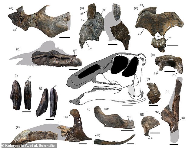 18114470-7432049-image-a-41_1567699374760 Selected skull elements of Kamuysaurus japonicus: Its unique characteristics include the low position of the cranial bone notch and the short ascending process of the jaw bone