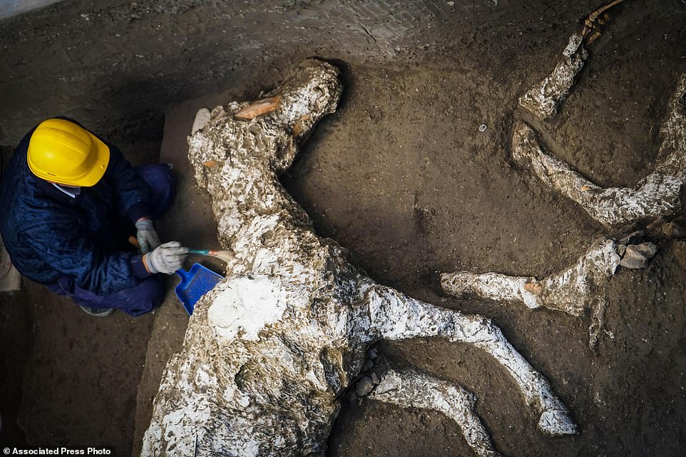 7766036-6525249-An_archaeologist_inspects_the_remains_of_a_horse_skeleton_in_the-a-16_1545643439758 7766036-6525249-An_archaeologist_inspects_the_remains_of_a_horse_skeleton_in_the-a-16_1545643439758