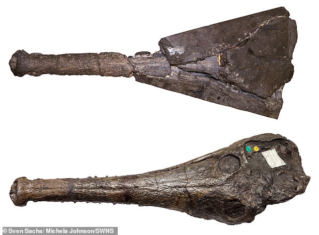 18388598-7455955-image-a-25_1568285145060 Its remains were found in a Bavarian town in the 1770s. For the past 60 years, it was thought the animal belonged to a similar species which existed at the same time