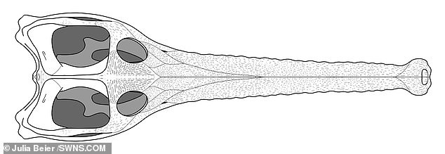 18388606-7455955-image-a-27_1568285726669 A reconstruction of Mystriosaurus skull from above. It had a long snout, pointed teeth and preyed on fish