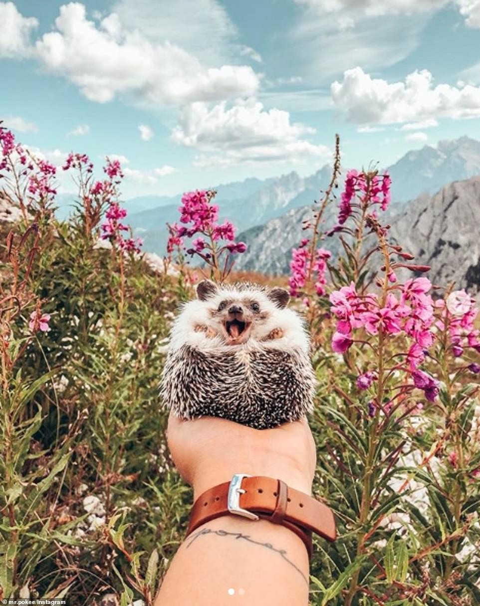 18503708-7466197-image-a-63_1568561523808 Instagram followers were left gushing as they saw a delighted Herbee offer a look of glee as he took in the sights at Drei Zinnen in Italy