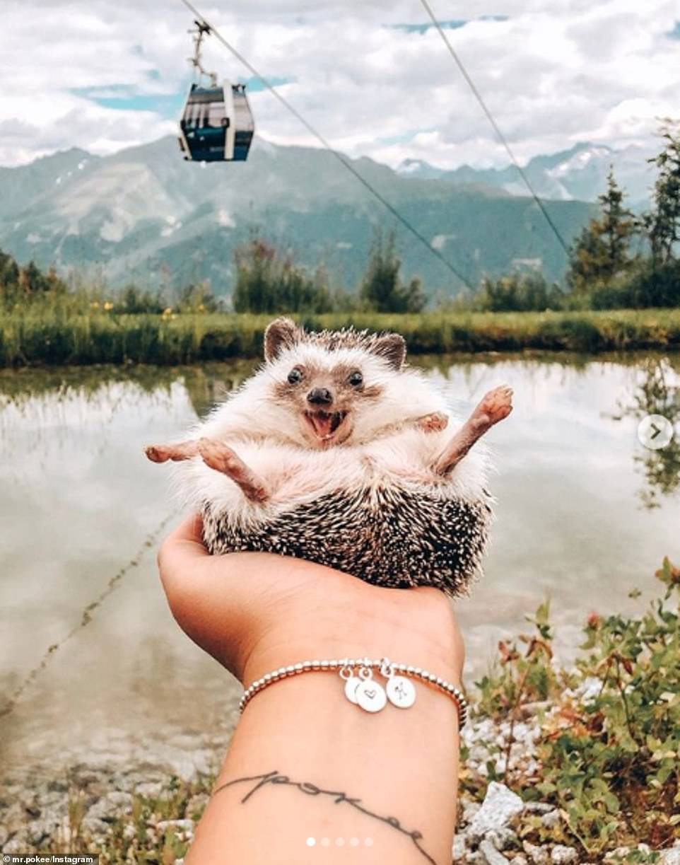 18503714-7466197-south_tyrol-a-60_1568561506557 Herbee the happy hedgehog was last month pictured giving the world a smile as she lay on the palm of Talitha's pal in South Tyrol, Italy