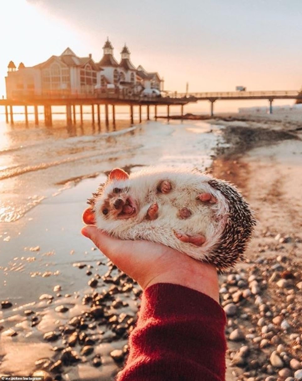 18503722-7466197-image-m-72_1568563708453 While in Seebrücke Sellin, Germany, the hedgehog lay on his owner's palm and ensured he was picture ready with a heartwarming smile