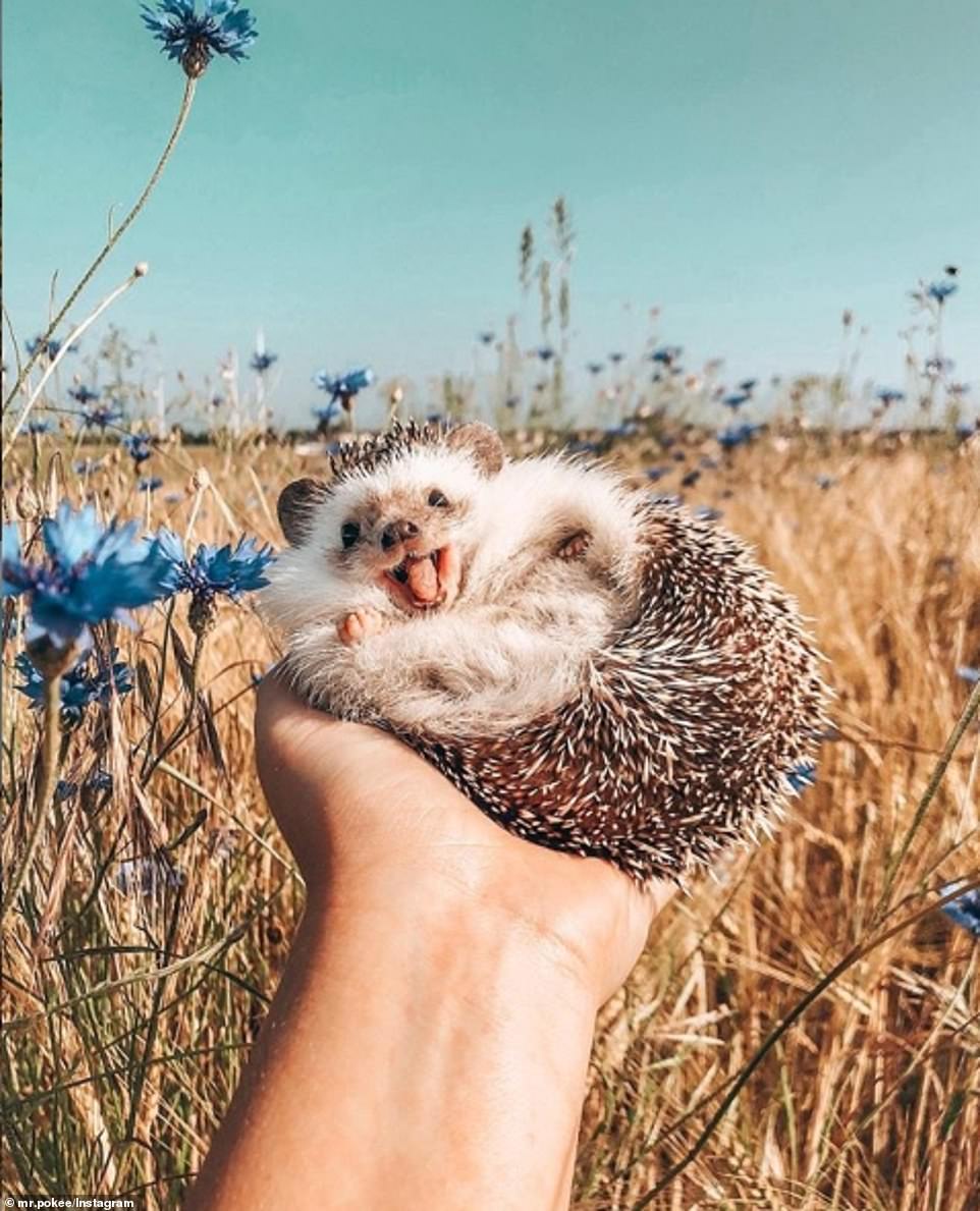 18503726-7466197-image-a-61_1568561514328 The pocket-sized hedgehog, who continues to make a name for himself on social media, also looked delighted as he enjoyed the sun in Germany's Geierlay