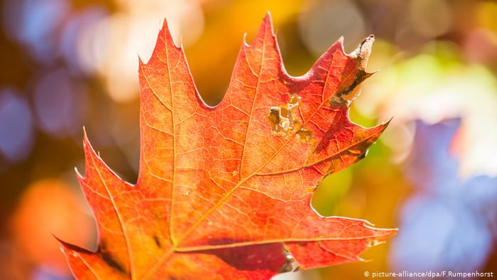 Herbst Blatt Blätter Eiche rot (picture-alliance/dpa/F.Rumpenhorst)