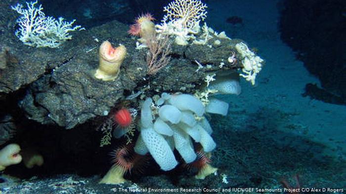 19448651_303 Weltnaturerbestätten in der Hochsee - Atlantis Bank (The Natural Environment Research Council and IUCN/GEF Seamounts Project C/O Alex D Rogers)