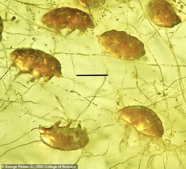 19464154-7552179-image-a-19_1570573135460 These tiny creatures are said to share some characteristics with mites and tardigrades, but are unlike anything seen before, leaving experts to believe they have found a new creature