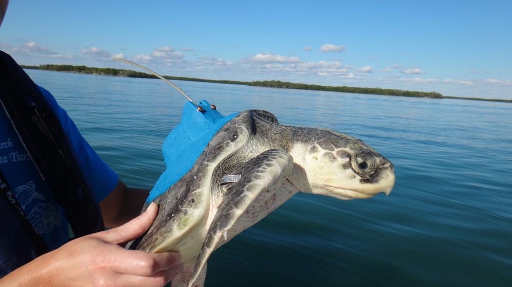 1udomazyxvcsykiuhwwpqhq