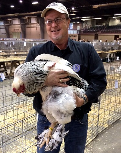 20141124_ohionational03 Large Light Brahma Rooster
