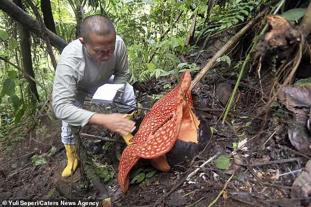 22943466-7848147-image-a-15_1578046770430 Pictured: Staff from the West Sumatra Natural Resources Conservation Agency measure the worlds biggest flower. The massive flower called Rafflesia Tuan-Mudae is 117cm wide - the biggest ever grown