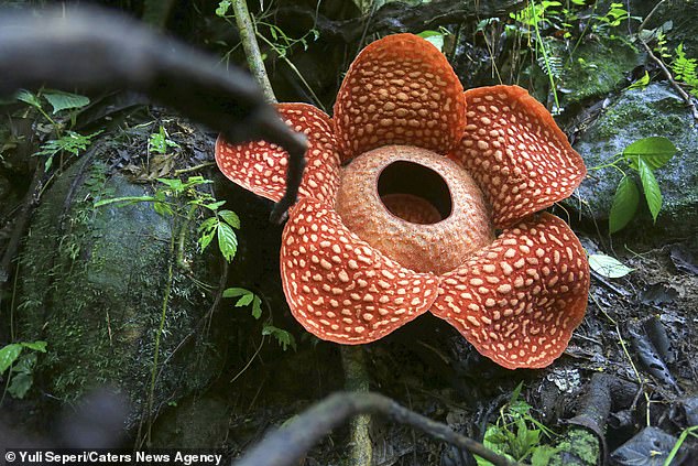 22943468-7848147-image-a-17_1578046781629 Ade Putra, from the Indonesia conservation board, said: 'For this type of species, the diameter is quite large'