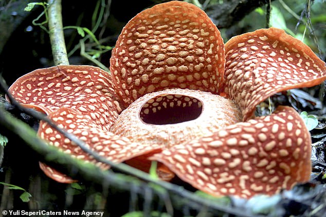 22943488-7848147-image-a-14_1578046760814 Rafflesia is the name of a large group of plants all of which smell of rotting flesh to attract flies and carrion beetles