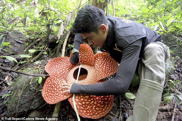 22943498-7848147-image-a-11_1578046733535 All Rafflesia plants smell like rotting flesh, and this particular species has a relatively mild odour