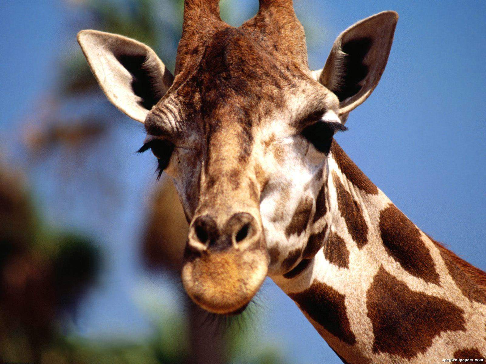 https://mrahba.com/wp-content/uploads/2020/10/3-giraffe-443799.jpeg