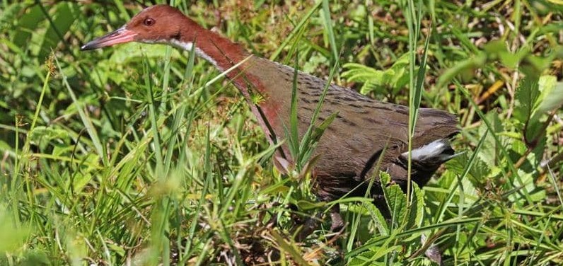 32653-2 طائر يظهر بعد آلاف السنين من انقراضه