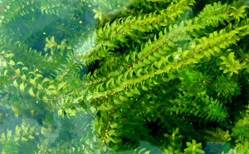 329638203-825x510-2 ما هو نبات الايلوديا