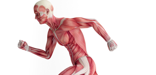 33b2832262d0d7a5d85e3bc5ab1dde4d-1 أغذية للمحافظة على قوة وكثافة العضلات