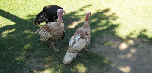 35f2e2de597a5399c02e6daf7f4227a0-1 تفشي فيروس انفلونزا الطيور بين الدواجن في كارولينا وحظر الاستيراد منها