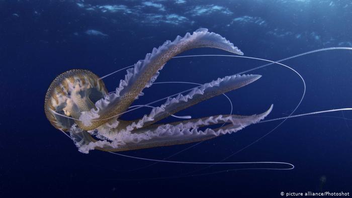 Qualle - Pelagia noctiluca (picture alliance/Photoshot)