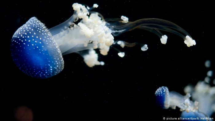 Quallen - Tropen-Aquarium Hagenbeck (picture alliance/dpa/A. Heimken)