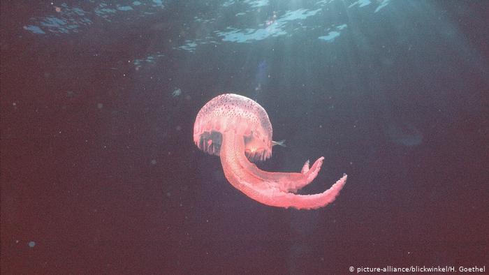 Quallen - Leuchtqualle, Feuerqualle (picture-alliance/blickwinkel/H. Goethel)