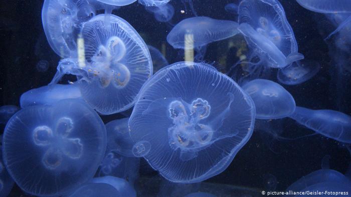 Qualle - Zoo Berlin (picture-alliance/Geisler-Fotopress)