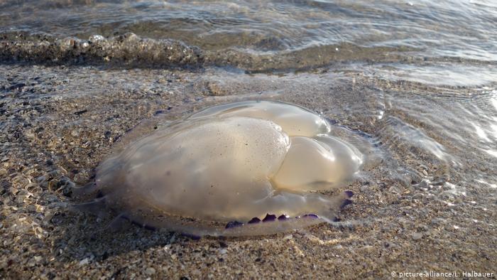 Qualle - italienischer Strand (picture-alliance/L. Halbauer)