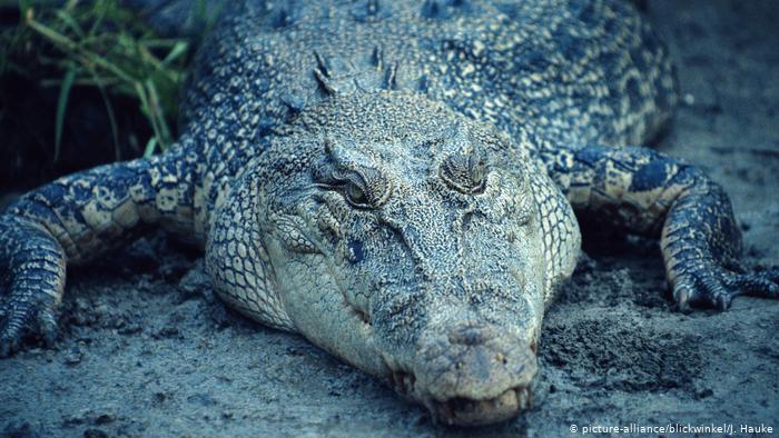 Crocodile Crocodylus porosus (picture-alliance/blickwinkel/J. Hauke)