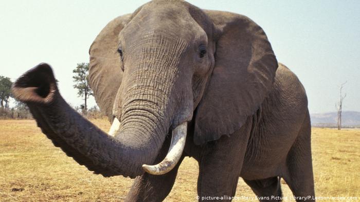 Elephant's trunk (picture-alliance/Mary Evans Picture Library/P.Leeson/ardea.com)