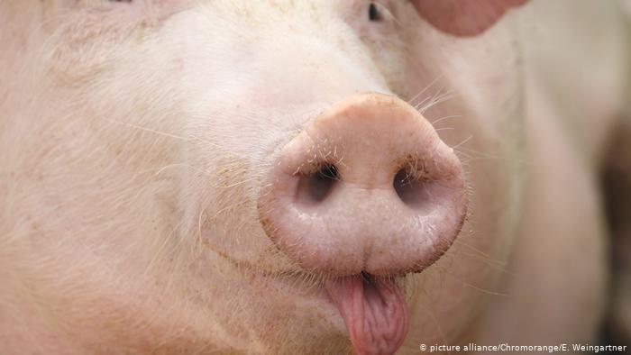 pig's trunk (picture alliance/dpa/E.Weingartner)