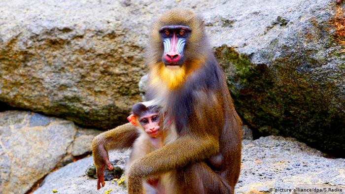 Mandrill with baby (picture alliance/dpa/S.Radke)