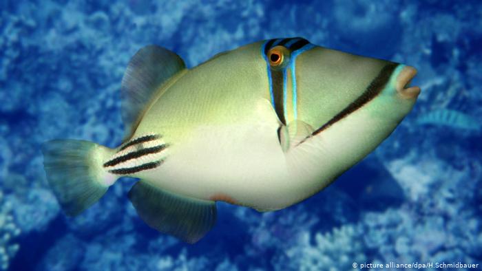 Picasso Triggerfish (picture alliance/dpa/H.Schmidbauer)