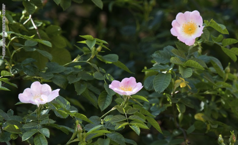 إليك أين يمكنك أن تجد أقدم الكائنات الحية في العالم إليك أين يمكنك أن تجد أقدم الكائنات الحية في العالم