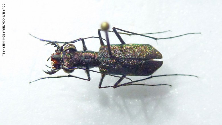 في "المدينة الضائعة" بهندوراس.. العثور على كائنات اعتقد أنها انقرضت في "المدينة الضائعة" بهندوراس.. العثور على كائنات اعتقد أنها انقرضت