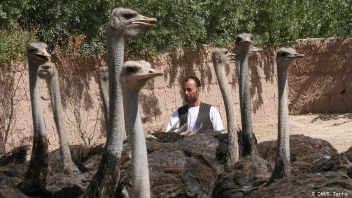 Ostrich farm in Afghanistan (DW/S. Tanha )