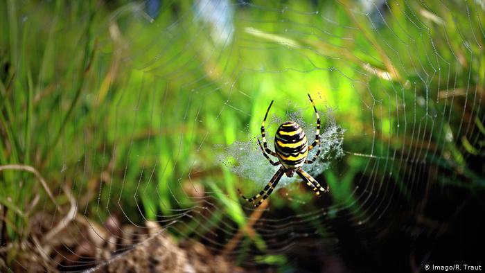 40336557_303 Deutschland BdT Wespenspinne (Imago/R. Traut)