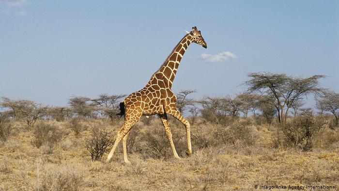 Kenya giraffe in Samburu Park (Imago/Anka Agency International)