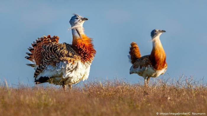 Great bustard, otis tarda (imago/imagebroker/C. Naumann)