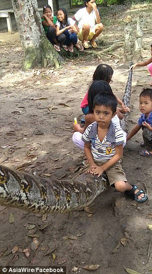 The python was put on display in the local village before being eaten