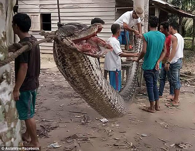 A security guard nearly lost an arm in a brutal battle with a 25ft python - which was then chopped up and fried by hungry Indonesian villagers (pictured)